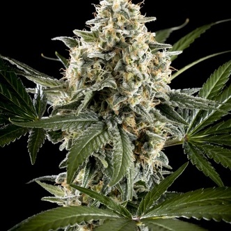 Sunset Sherbet Go Fast (Kannabia) feminisiert