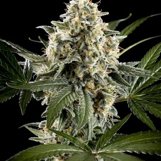 Sunset Sherbet Go Fast (Kannabia) feminisiert Sunset Sherbet Go Fast (Kannabia) feminisiert