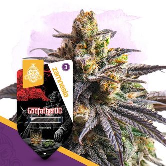 Godfather OG (Zamnesia Seeds) feminisiert