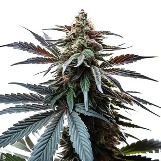Cap Junky (Blimburn Seeds) feminisiert