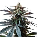 Cap Junky (Blimburn Seeds) feminisiert
