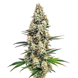 Stardawg (Blimburn Seeds) feminisiert