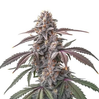 Pinkman Goo (Blimburn Seeds) feminisiert