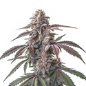 Pinkman Goo (Blimburn Seeds) feminisiert
