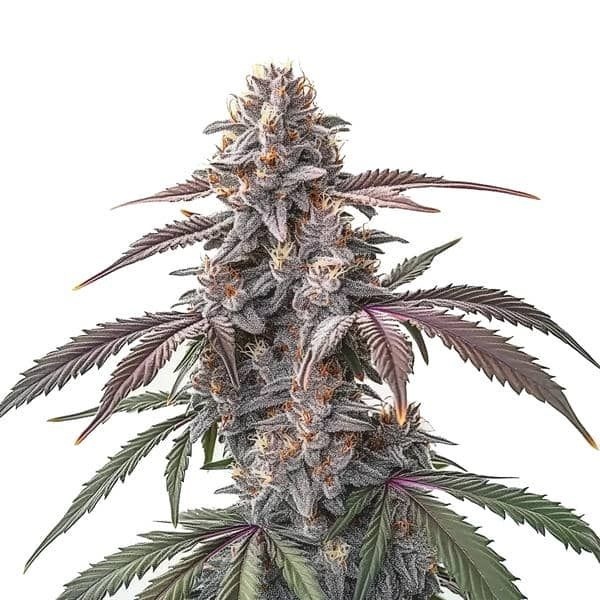 Pinkman Goo (Blimburn Seeds) feminisiert