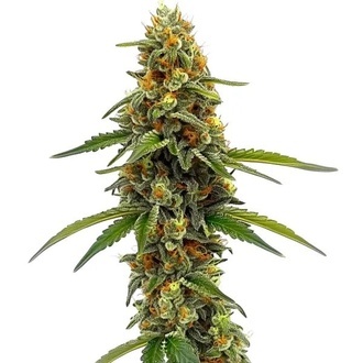CBD ACDC (Blimburn Seeds) feminisiert