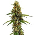 CBD ACDC (Blimburn Seeds) feminisiert