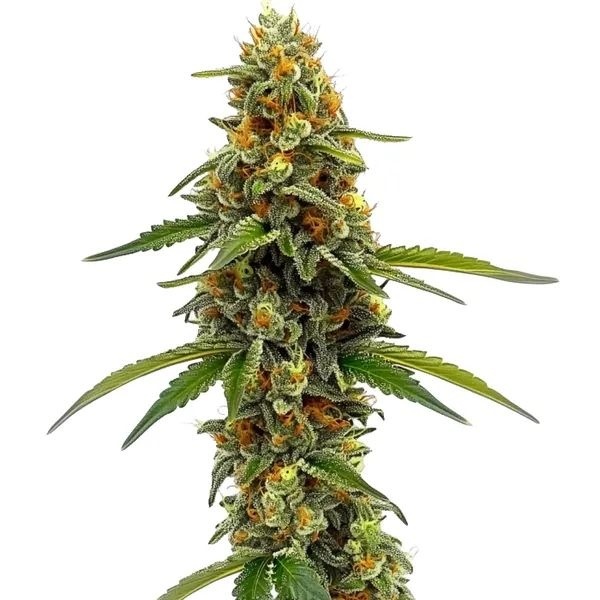 CBD ACDC (Blimburn Seeds) feminisiert