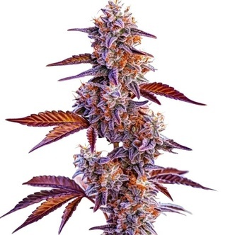 Trop Cherry (Blimburn Seeds) feminisiert