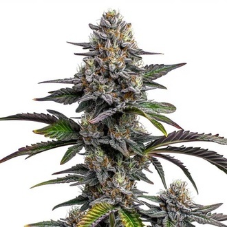 Glitter Bomb (Blimburn Seeds) feminisiert