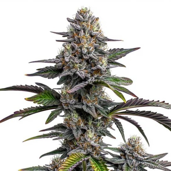 Glitter Bomb (Blimburn Seeds) feminisiert