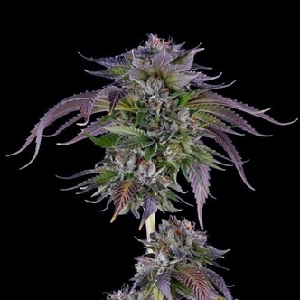 L.A. Confidential (DNA Genetics) feminisiert