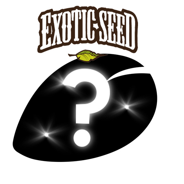 1 feminisierte Überraschungssamen (Exotic Seed)