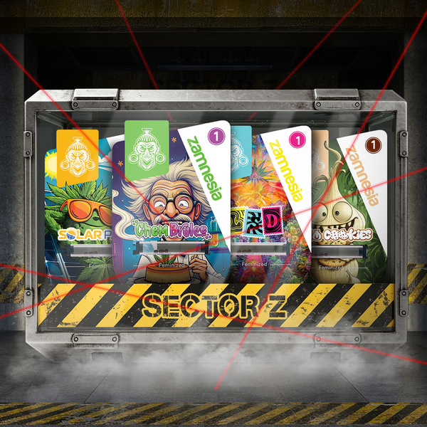 Sugar Valley Bundle (Zamnesia Seeds) feminisiert