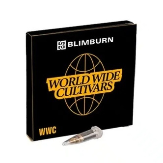 Whitethorn Rose x Ooze Extraction (Blimburn Seeds) feminisiert