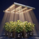 Phytonaut LED Growlampe 240 W (Zamnesia)