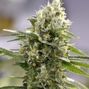 Lemon Haze Auto (Expert Seeds) feminisiert