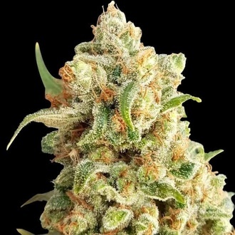 New York Diesel Auto (Expert Seeds) feminisiert New York Diesel Auto (Expert Seeds) feminisiert