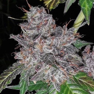 Rainbow Cake (Pheno Finder) Feminisiert