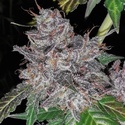 Rainbow Cake (Pheno Finder) Feminisiert