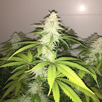 Simple Wedding Cake S1 (Pheno Finder) Feminisiert