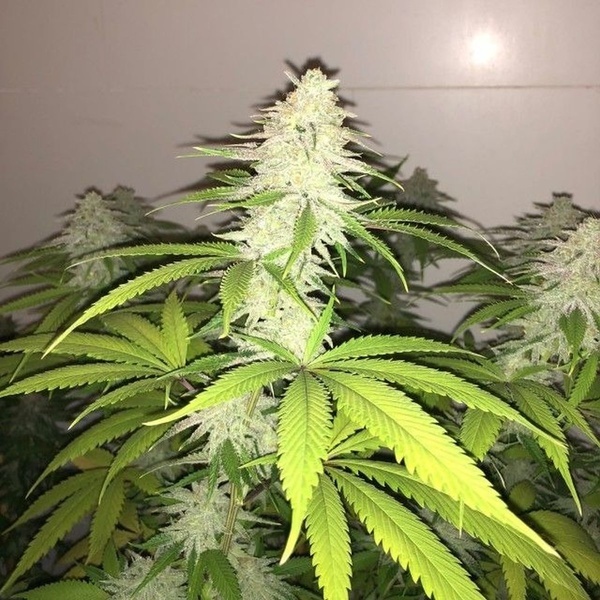 Simple Wedding Cake S1 (Pheno Finder) Feminisiert