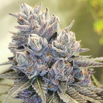 Auto Fruity Kuntz (Pheno Finder) Feminisiert
