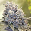 Auto Fruity Kuntz (Pheno Finder) Feminisiert