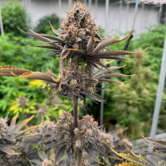 Banana Purple Punch Auto RF3 (FastBuds) Feminisiert