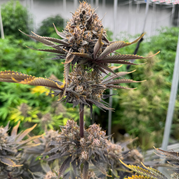 Banana Purple Punch Auto RF3 (FastBuds) Feminisiert