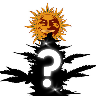 1 automatische Überraschungssamen (Barney's Farm)