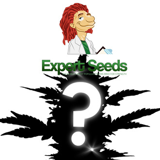 1 automatische Überraschungssamen (Expert Seeds)
