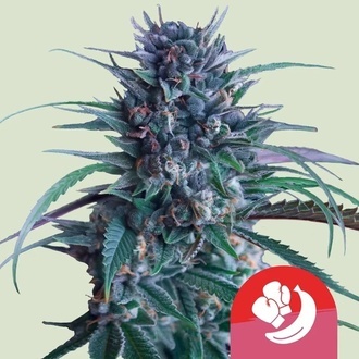 Banana Brawler (Royal Queen Seeds) feminisiert