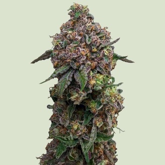 Cosmic Cheddar F1 (Royal Queen Seeds) feminisiert