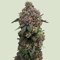 Cosmic Cheddar F1 (Royal Queen Seeds) feminisiert