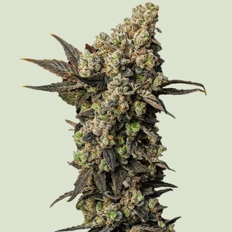 Astro Lemonade F1 (Royal Queen Seeds) feminisiert