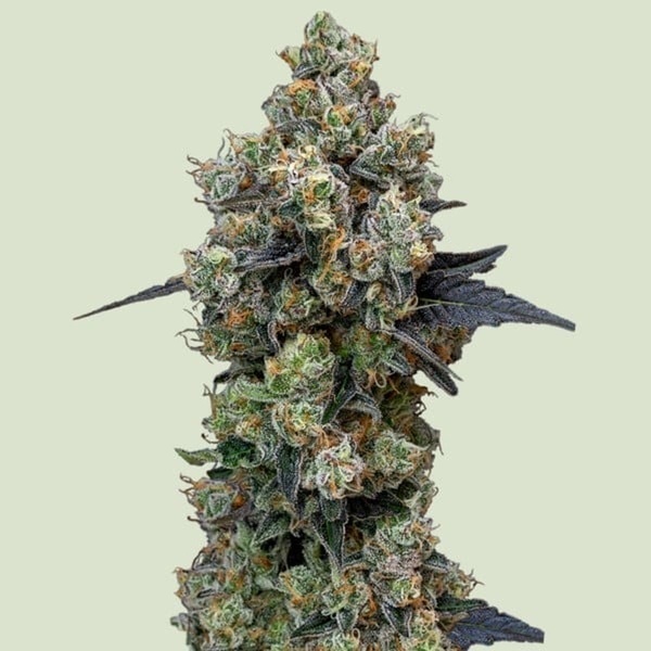 Orbital Banana F1 (Royal Queen Seeds) feminized 