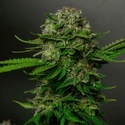 Oreoz x Spritzer (Vision Seeds) feminisiert