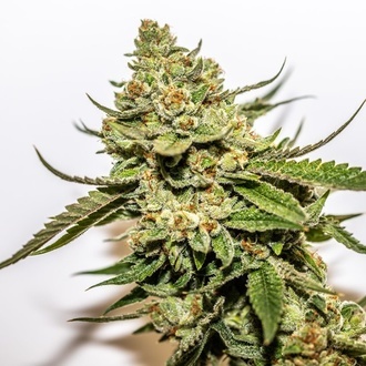 Cereal Milk x OG Kush (Vision Seeds) feminisiert