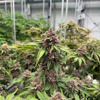 Cherry Cola Auto RF3 (FastBuds) feminisiert