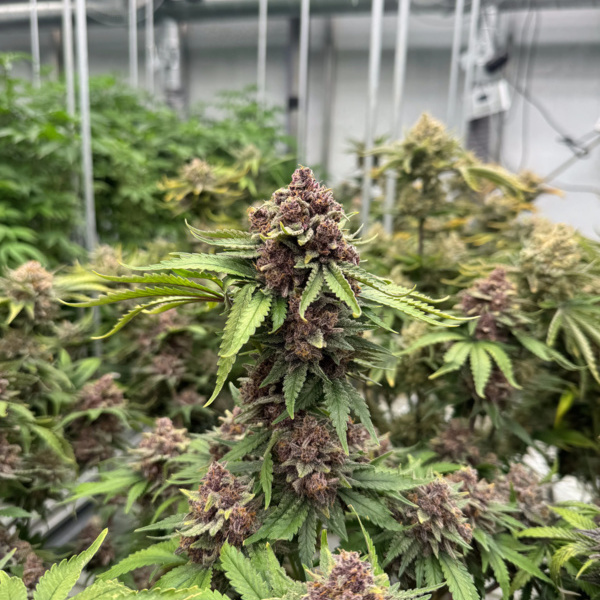 Cherry Cola Auto RF3 (FastBuds) feminisiert