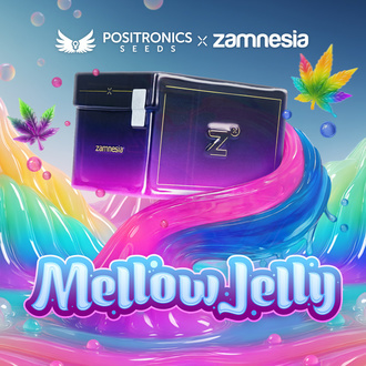 Mellow Jelly (Positronics Seeds x Zamnesia Seeds) feminisiert