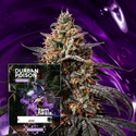 Durban Poison (Zamnesia Seeds) feminisiert