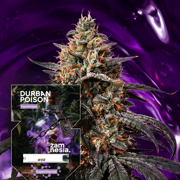 Durban Poison (Zamnesia Seeds) feminisiert