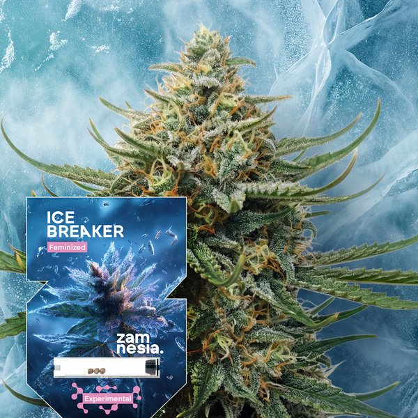 Ice Breaker (Zamnesia Seeds) feminisiert