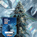 Deep Freeze Haze (Zamnesia Seeds) feminisiert