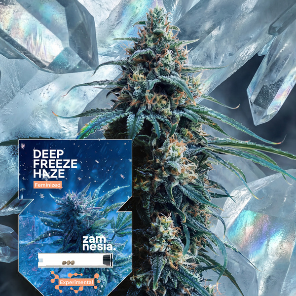 Deep Freeze Haze (Zamnesia Seeds) feminisiert