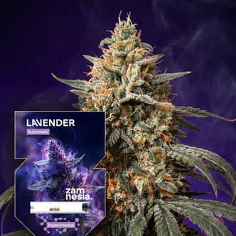Lavender Automatic (Zamnesia Seeds) feminisiert