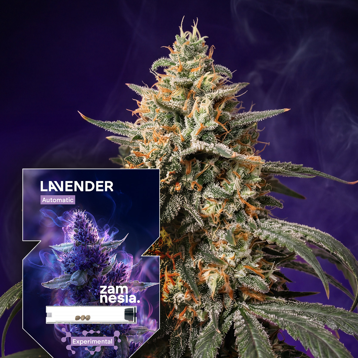 lavendel vapen Lavender Auto Samen kaufen