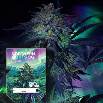 Northern Lights OG Automatic (Zamnesia Seeds) feminisiert